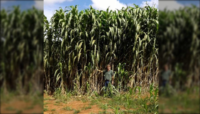Sorgo-forrageiro-gigante-boliviano-Agri-002E Sorgo-forrageiro-gigante-boliviano-Agri-002E
