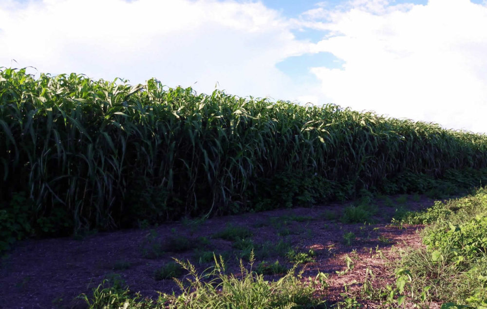 Sorgo-forrageiro-gigante-boliviano-Agri-002E-plantacao-2