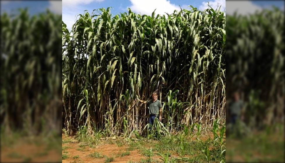 Sorgo-forrageiro-gigante-boliviano-Agri-002E