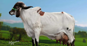 Vaca-Gir-leiteiro-Dunamys-FIV-Acalanto