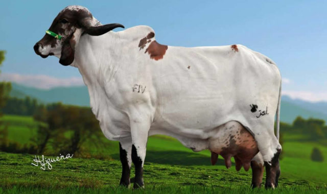 Vaca-Gir-leiteiro-Dunamys-FIV-Acalanto Vaca-Gir-leiteiro-Dunamys-FIV-Acalanto
