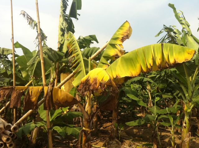 banana-Fusarium-wilt