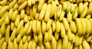 Fiscais apreendem mudas de banana com possível fungo perigoso