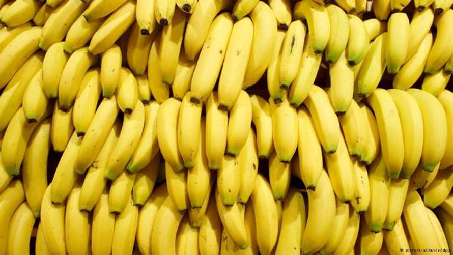Fiscais apreendem mudas de banana com possível fungo perigoso