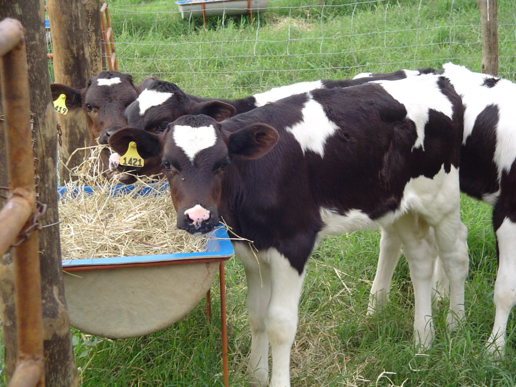 bovinos-leite-IZ-2007-2009-4