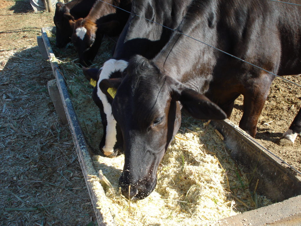 cana-de-acucar-alimentacao-vacas-leiteiras