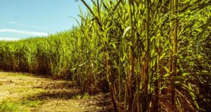 Safra de cana-de-açúcar 2025/2026: desafios climáticos e oportunidades para aumentar a produtividade