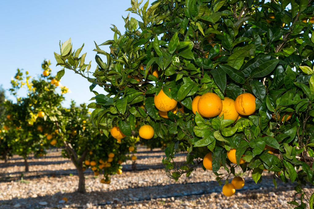 laranja