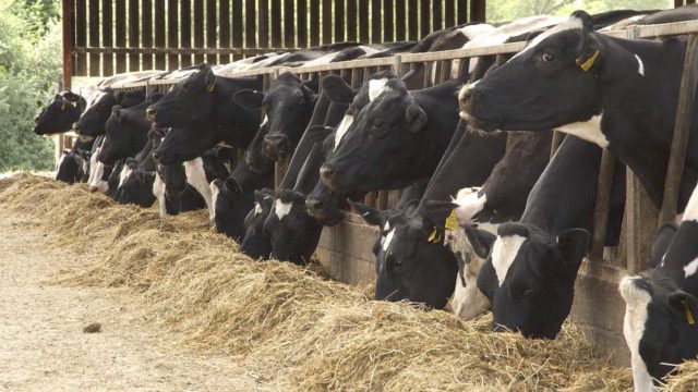 vacas no cocho