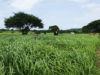 capim-braquiaria