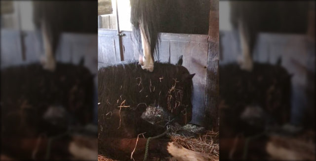 cavalo-ajudando
