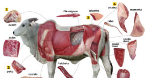 cortes-de-carne-do-boi-infografico