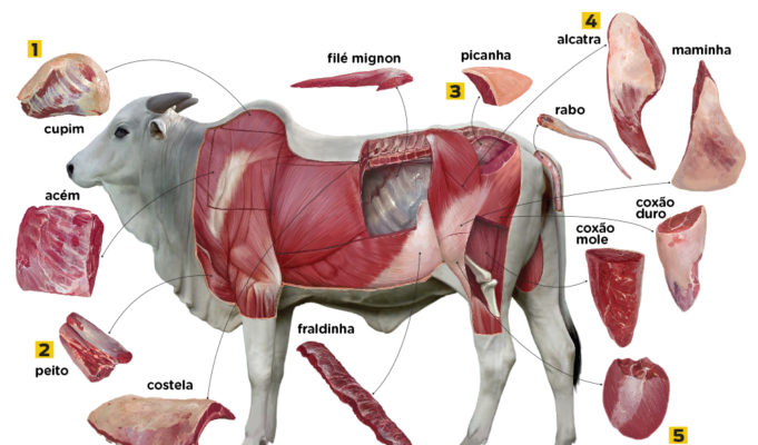 cortes-de-carne-do-boi-infografico