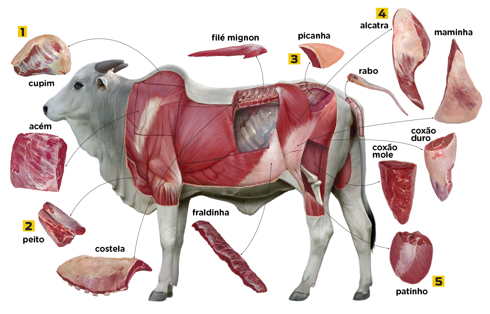 cortes-de-carne-do-boi-infografico