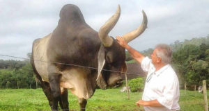 criador-cocando-touro-guzera