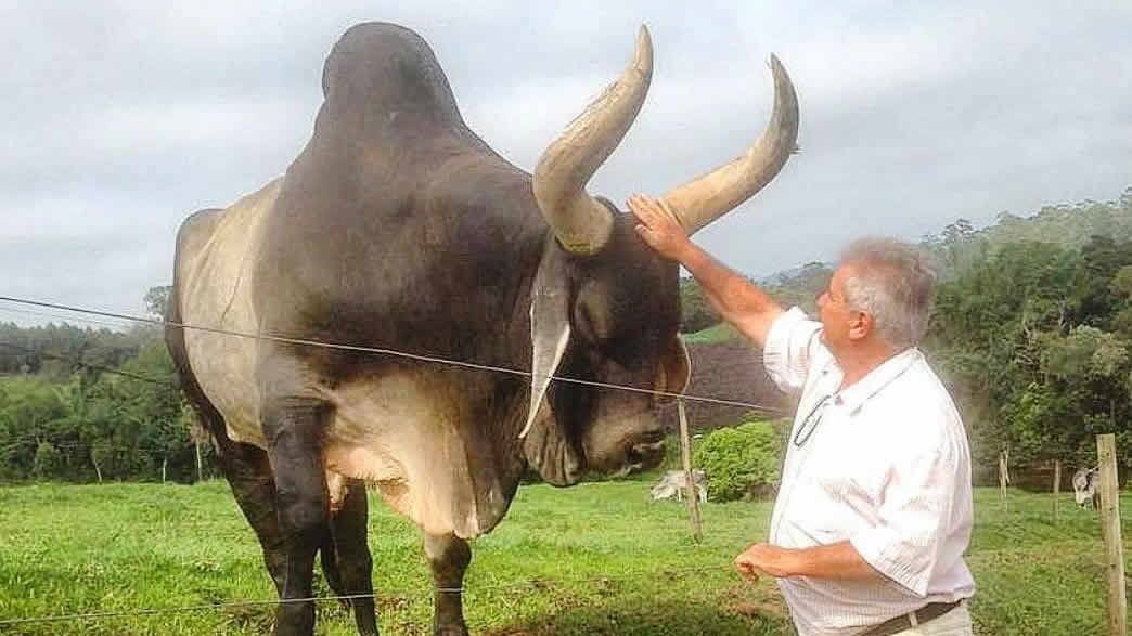 criador-cocando-touro-guzera