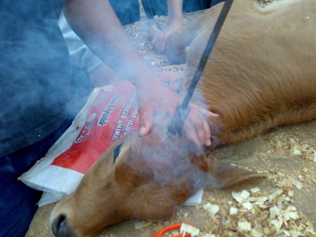 descorna-de-bezerra