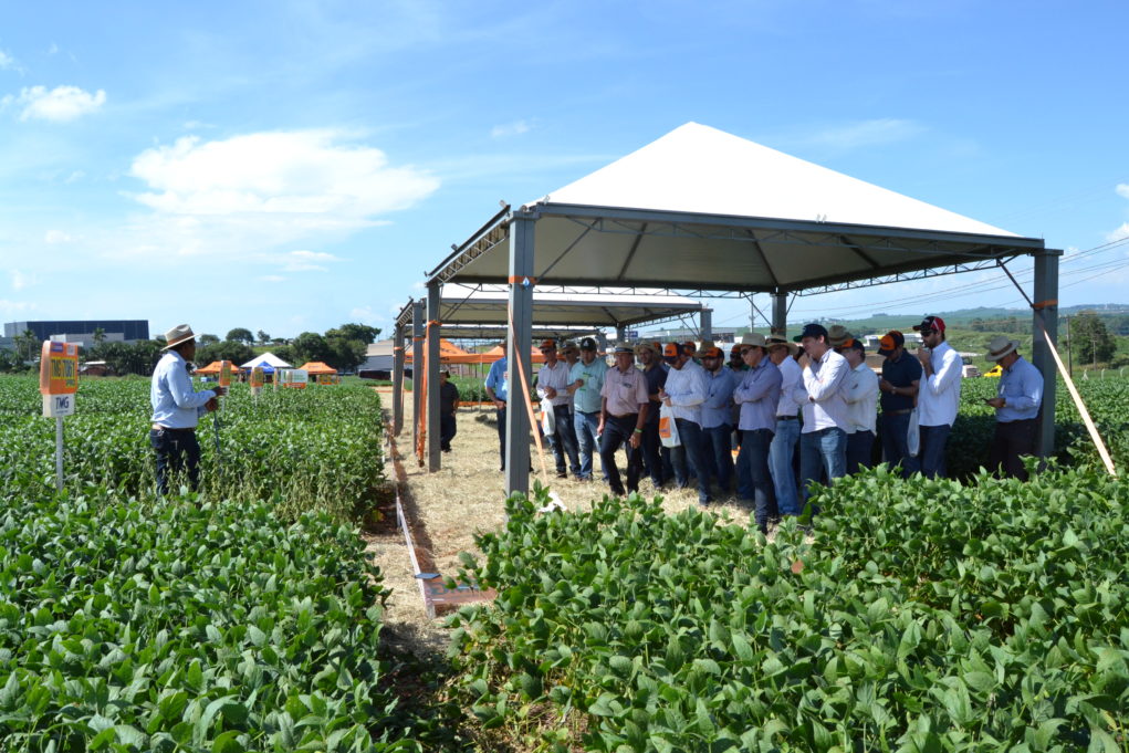 dia-de-campo-norte-parana-cultivares-de-soja-1