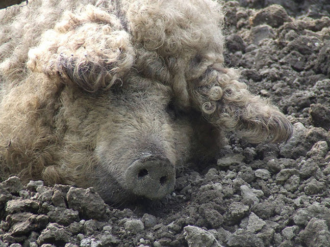 porcos-peludos