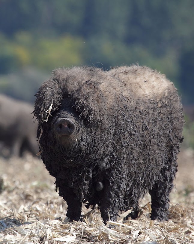 porcos-peludos