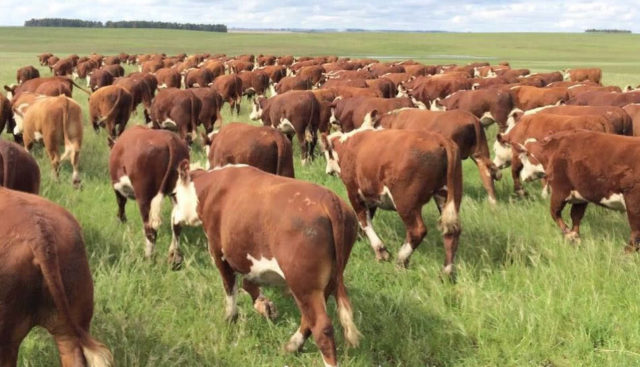 femeas-hereford-a-campo femeas-hereford-a-campo