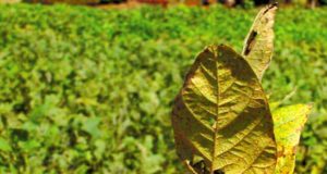 Ferrugem asiática despenca 79% em relação à safra passada: uma vitória para a agricultura!