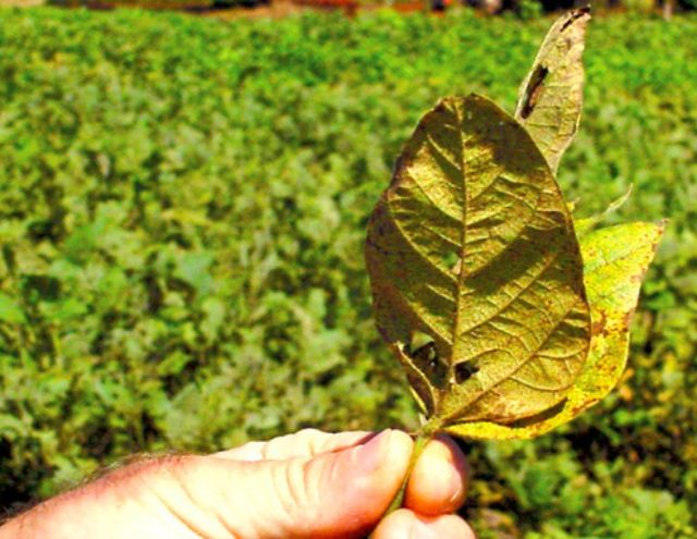ferrugem-asiatica-da-soja