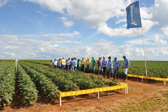 fundacao-mt- em campo 2018 fundacao-mt- em campo 2018