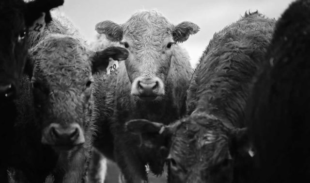 gado-angus