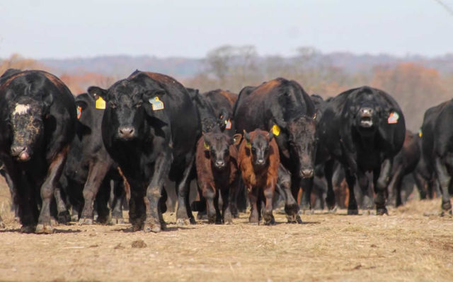 gado-angus-eua gado-angus-eua