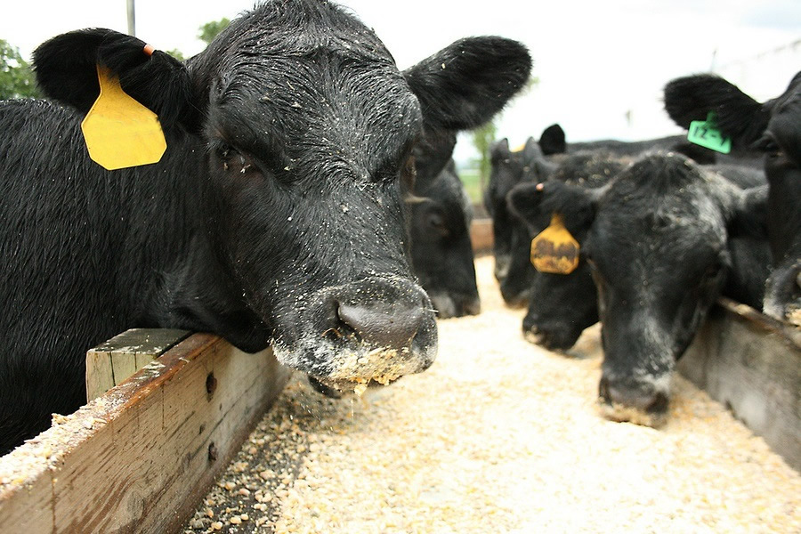 gado-comendo-milho-angus-