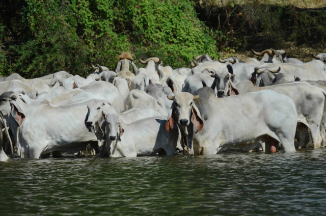 gado-indubrasil-bebendo-agua-em-rio gado-indubrasil-bebendo-agua-em-rio