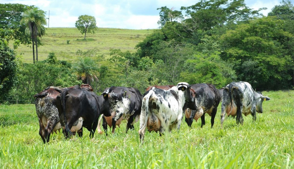 gado-leiteiro-pasto