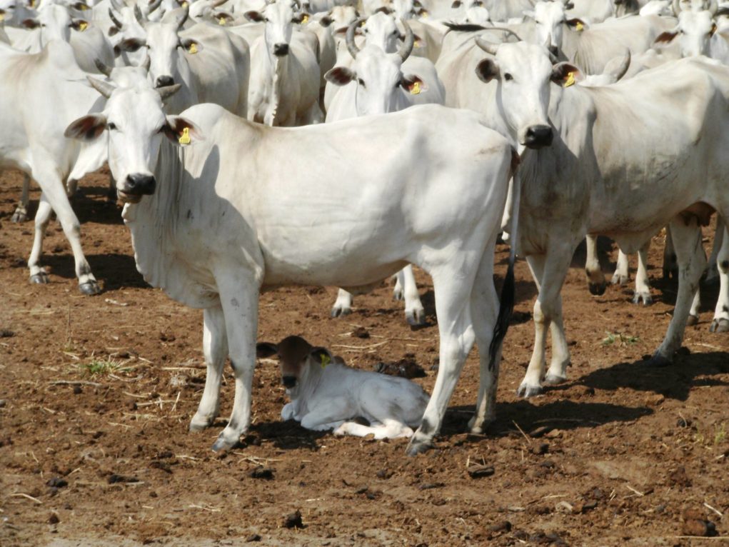 Vaca Nelore com bezerro ao pé