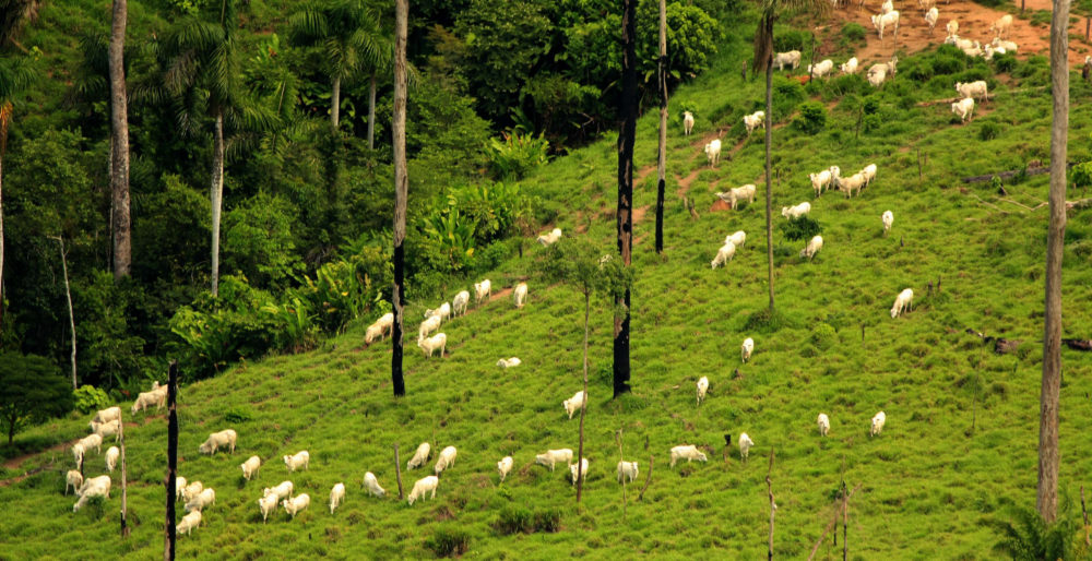 pecuaria-e-desmatamento