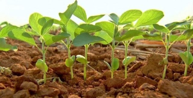 plantio-soja-Cotrisoja soja