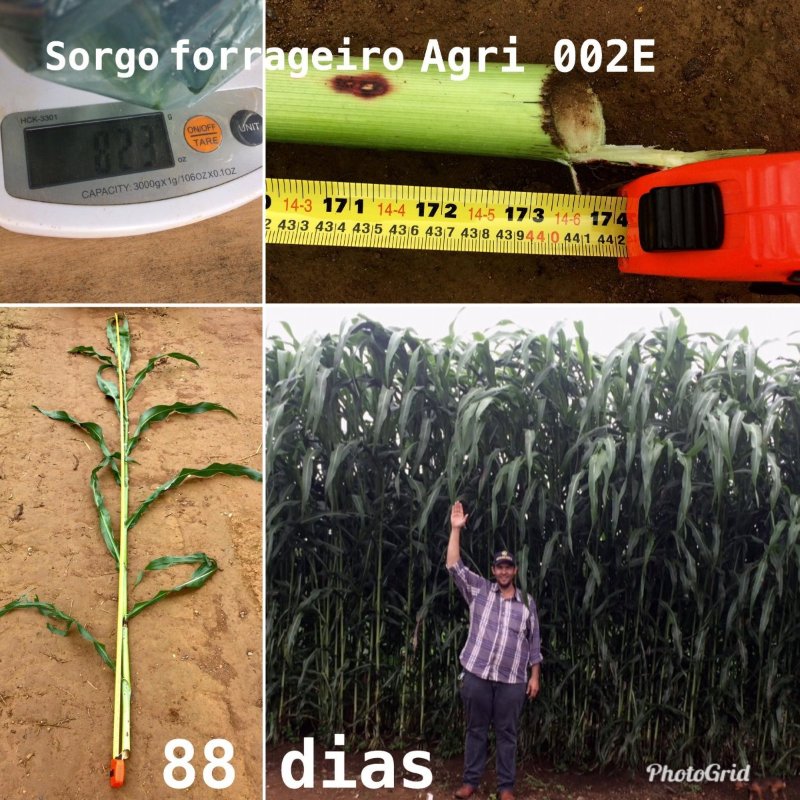 sorgo-forrageiro-boliviano-gigante