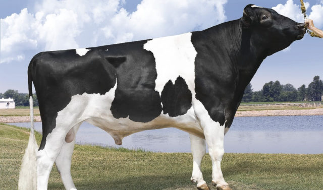 touro-holandes-supersire-da-select-sires1 touro-holandes-supersire-da-select-sires1
