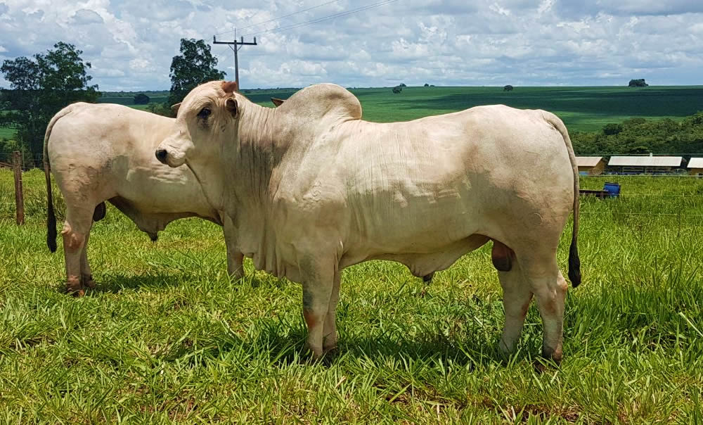 touro-nelore-Drone-da-Cachoeirão