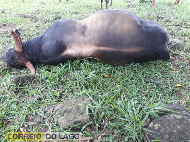 touro de rodeio pit bull