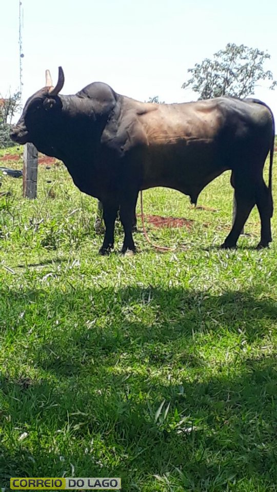 touro de rodeio pit bull