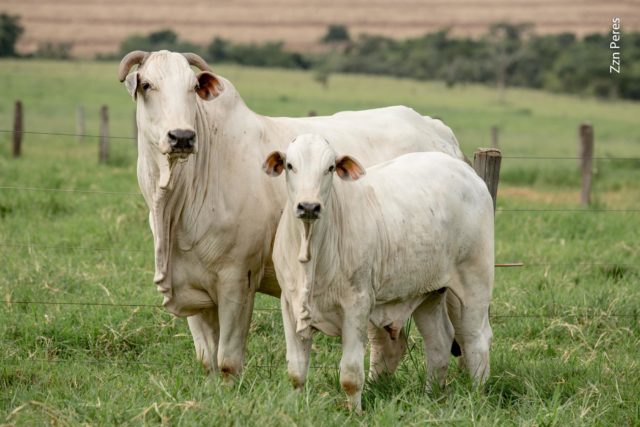 vaca-com-bezerro-nelore-incrivel-ao-pe-nelore-cen vaca-com-bezerro-nelore-incrivel-ao-pe-nelore-cen