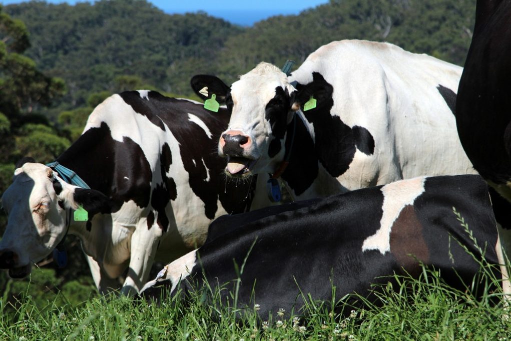 vaca-com-muito-calor-colocando-a-lingua-de-fora