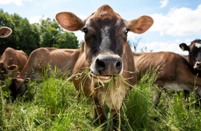 vaca-comendo-grama vaca-comendo-grama