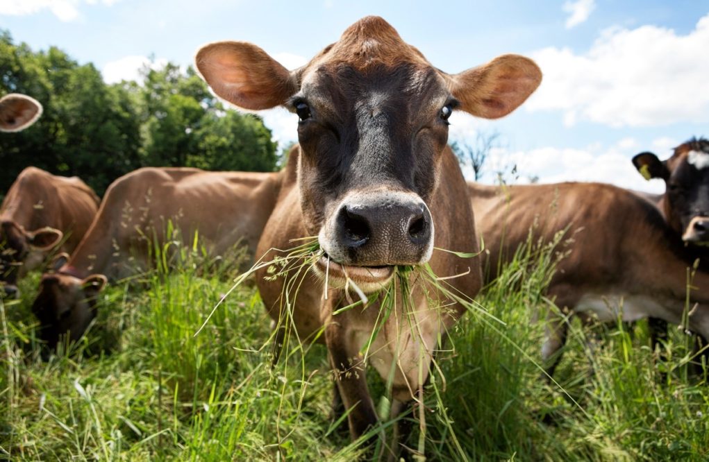 vaca-comendo-grama