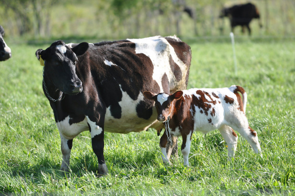 vaca-leiteira-com-bezerra