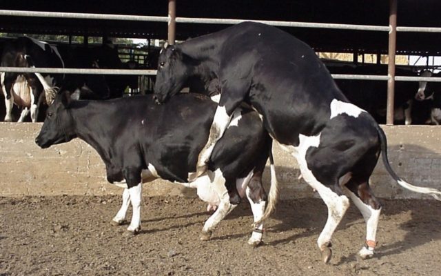 vaca-montando-em-outra-cio vaca-montando-em-outra-cio