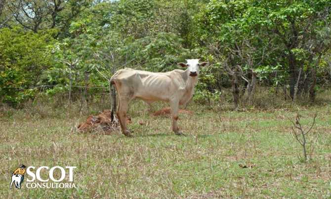 vaca-po-muito-magra