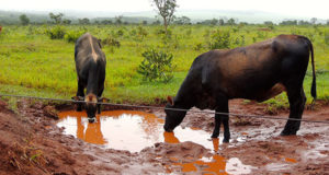 vacas-bebendo-agua-suja