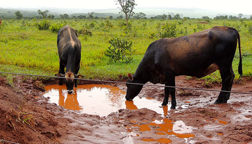 vacas-bebendo-agua-suja